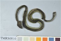 藏品(赤尾青竹絲)的圖片